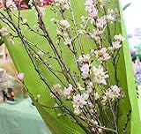 さくら(桜)花束 【生花】　季節の花束