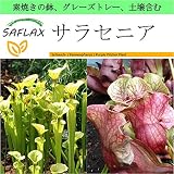 SAFLAX - Garden to Go - サラセニア - 10 個の種。- 素焼きの鉢、グレーズトレー、鉢植え用土壌、肥料を含みます - Sarracenia flava/S. purpurea