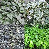 おためし4種12株セット：グランドカバー用ヘデラ[常緑で強健なアイビー4品種] ノーブランド品