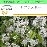 SAFLAX - Garden to Go - マハレブチェリー - 30 個の種。- 素焼きの鉢、グレーズトレー、鉢植え用土壌、肥料を含みます - Prunus mahaleb
