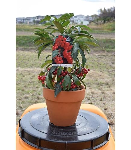 Amazon.co.jp: 万両苗 縁起の良い樹 大実万両宝舟万両苗木 : DIY・工具