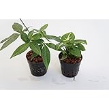 園芸農家から新鮮な苗を届けます。 ハイドロカルチャー苗 寄せ植えセット6Φ【パキラ×シンゴニューム】 水だけで育つので育てやすいのが特徴