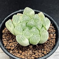Amazon.co.jp: 多肉植物：ハオルチア オブツーサ* : ホーム＆キッチン