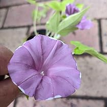 希少古典朝顔の苗★黄斑蝉浅黃霞覆輪 新世界★一苗 希少古典朝顔の苗☆黄斑蝉浅黃霞覆輪 新世界☆一