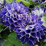 クレマチス：新紫玉（シンシギョク）6号鉢植え[八重咲・パテンス系の人気品種！] ノーブランド品