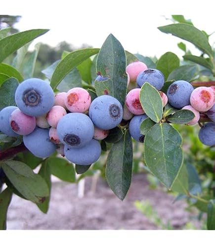 Amazon.co.jp: ブルーベリー『ラビットアイ系』（2年生）3.5号ポット苗