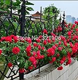 100 Red Climbing Roses Seeds, Heirloom ,gorgeous ,DIY home garden flower, pot yard