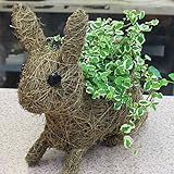 うさぎさんバスケットとミニ観葉植物プミラ　お誕生日プレゼントやインテリアに！