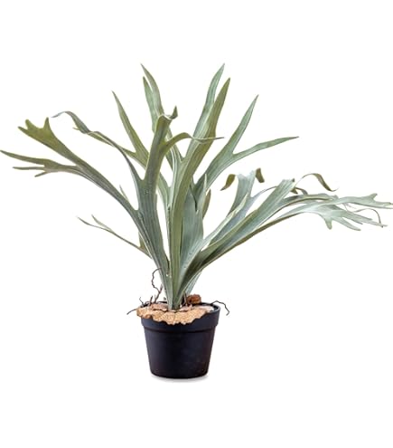 Amazon.co.jp: Frontier Plants チランジアイオナンタファイアー