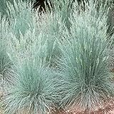 フェスツカ エリジャンブルー（ウシノケグサ）3.5号ポット 3株セット ノーブランド品