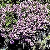 【メール便配送】　国華園　花たね　多年草　クリーピングタイム　1袋(350粒)【※発送が国華園からの場合のみ正規品です】