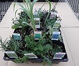 ハーブ　ステップナッツ　オリジナル　　１２ポットセット