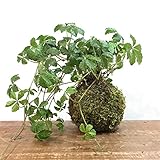 苔玉 シュガーパインの苔玉