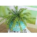 Kicode 人工植物 ベン草 ホームデコレーションのために （ポットは含まれません）