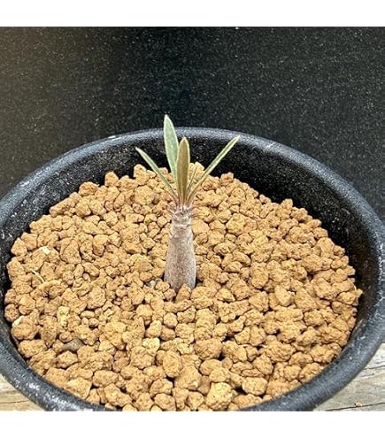 超極太&frasl;ドワーフ &frasl;塊根植物アデニウム アラビカム ゴジ タコ足