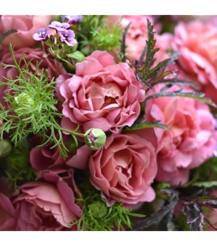 Amazon.co.jp: レア 入手困難 ばら イヴシリーズ 切り花品種 強香 バラ