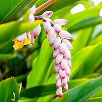 斑入り月桃(ゲットウ) シェル・ジンジャー　希少　送料無料 斑入り月桃(ゲットウ) シェル・ジンジャー 希少 送料無料