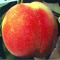 Amazon.co.jp: 桃の苗木 川中島白桃 1年生苗 12-13.5cmポット苗 : DIY