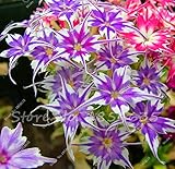 New Arrival 100 pcs/bag phlox plants,Phlox seeds phlox flowers bonsai flower seeds 10 colors potted 