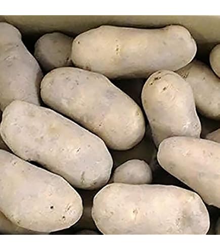Amazon.co.jp: 最短発送中 じゃがいも 北あかり 2kg Lサイズ