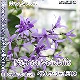 ペトレア・ウォルビリス（紫花）３号苗【つる性・庭木などに】
