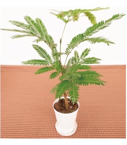 【大型180cm】エバーフレッシュ 鉢付き 曲がり樹形 観葉植物 Amazon｜エバーフレッシュ 曲がり樹形 8号｜観葉植物 オンライン通販