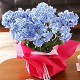 母の日 あじさい 筑紫の風 ブルー 鉢花 フラワーギフト プレゼント 紫陽花 アジサイ