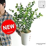 LAND PLANTS 【観葉植物】 ベンジャミン・バロック （5号サイズ）
