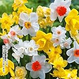 国華園　水仙　芳香水仙ミックス（無選別）　20球【※発送が国華園からの場合のみ正規品です】