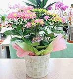 あじさい 鉢植え　ピンク　ダンスパーティ　花付き 5号かご付鉢植え