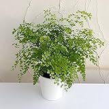 アジアンタム：フラグランス5号鉢植え[フレグランス　涼し気な葉を茂らせるシダの仲間][観葉植物] ノーブランド品