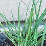 チャイブ つまんでキッチンハーブ 2ポットセット つまんで！お手軽キッチンハーブ♪