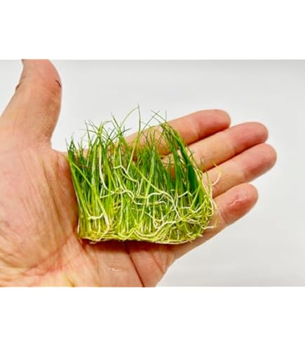 ニューラージパールグラス Amazon.co.jp: ニューラージパールグラス（約7cm）（水上葉、無