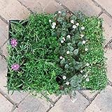 おためし4種12株セット：乾燥に強い日なたのグランドカバー植物1