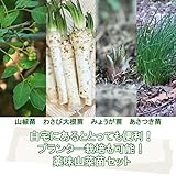 山菜苗セット:プランター栽培も可能 薬味山菜苗 各2ポットセット【サンショウ・ワサビダイコン・ミョウガ・アサツキ】【紫桜館山の花屋】