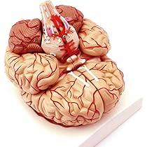 Amazon.co.jp: 人体模型 脳 模型 実物大 9分解 取り外し可能 : 産業