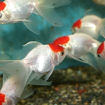 612kXYHX-lL._AC_UL210_SR210,