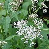 フジバカマ（原種）3号 2株セット[藤袴・秋の七草　秋の茶花・切花に] ノーブランド品
