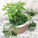 (観葉)ミニハーブガーデン(ハーブの寄せ植え) 品種おまかせ(1鉢) 家庭菜園 本州・四国限定[生体]