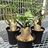 コーデックス：アデニウム(砂漠のバラ)　モンストローサ*