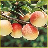 梅(ウメ)苗木　紅さし