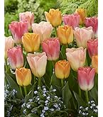 フィンランド 木製チューリップ切花タイプ20本 フィンランド 木製チューリップ切花タイプ20本 楽天市場】ウッド