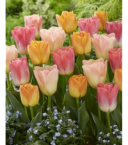 Amazon.co.jp: 水仙 【ラッパ咲き 黄花】 球根 （2球入） （植え付け