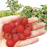 国華園　果樹苗　キイチゴ　ウルトララズベリー超大王　１株【※発送が国華園からの場合のみ正規品です】