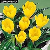 国華園　夏植え球根 ステルンベルギア ルテア 5球【※発送が国華園からの場合のみ正規品です】