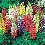 【メール便配送】国華園　花たね ラッセルルピナス混合 1袋(400mg)【※発送が国華園からの場合のみ正規品です】