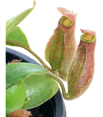 Amazon.co.jp: 【charm】(食虫植物) ウツボカズラ ネペンテス