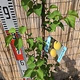 アンズ 苗木 ニコニコット（PVP） 13.5cmポット苗 あんず 苗 杏