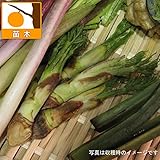 タラノキ（たらの芽）3.5号ポット 6株セット[タラノメ　山菜] ノーブランド品