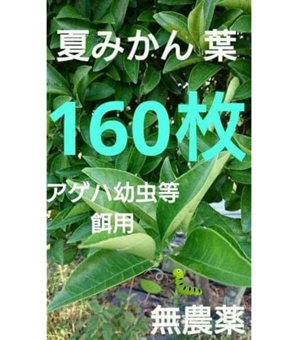Amazon.co.jp: 農薬不使用 アゲハ蝶の餌柚子葉 220枚 990 : ペット用品